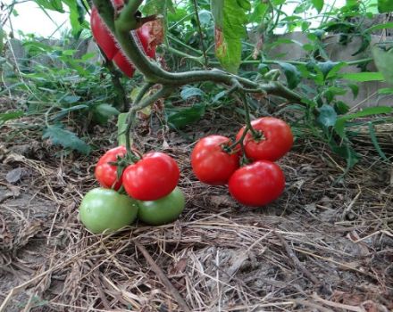Beskrivelse af Paradise apple tomat-sorten, funktioner i dyrkning og pleje