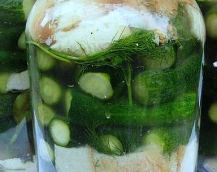 Simple recipes for pickling and pickling cucumbers with apple cider vinegar without sterilization for the winter