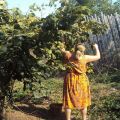 Φύτευση, καλλιέργεια και φροντίδα φουντουκιού στα Ουράλια