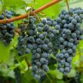 Descripción de las variedades de uva Amur blancas y negras, plantación y cuidado, reproducción.