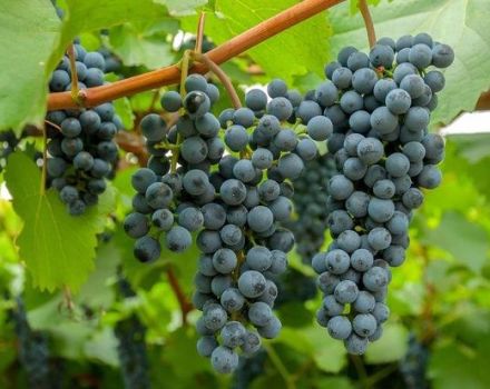 Descripción de las variedades de uva Amur blancas y negras, plantación y cuidado, reproducción.