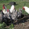 Caratteristiche e descrizione della razza di pollo Pushkinskaya, regole di manutenzione