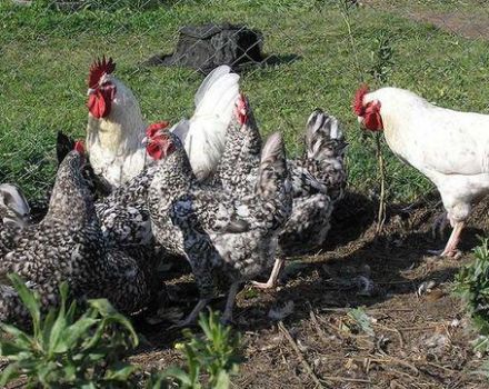 Caratteristiche e descrizione della razza di pollo Pushkinskaya, regole di manutenzione