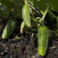 Beskrivelse af mangfoldigheden af ​​agurker Glade fyre, funktioner i dyrkning og produktivitet