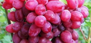 Características de la variedad de uva Sofia, descripción de las características de fructificación y cultivo.