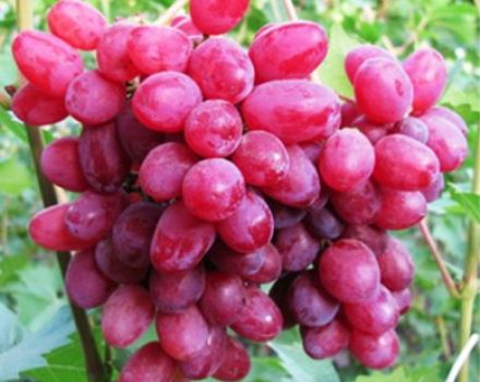 Karakteristike sofije sorte grožđa, opis značajki plodovanja i uzgoja
