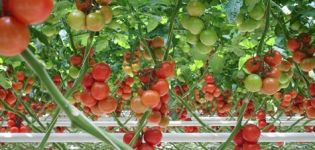 Características y descripción de la variedad de tomate Red Arrow