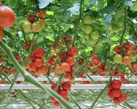 Punaisen nuolen tomaattilajikkeen ominaisuudet ja kuvaus