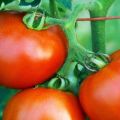Tomaattilajikkeen Tsar F1 kuvaus, sen sato