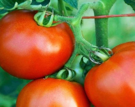 Popis odrůdy rajčete Tsar F1, její výnos