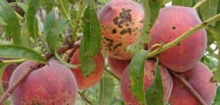 Ang mabisang mga hakbang sa peach pest at control control