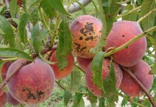 Effective peach pest and disease control measures