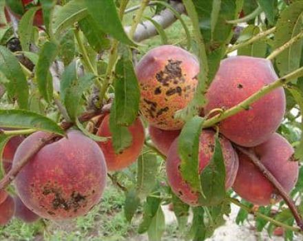 Tehokkaat persikkatuholaisten ja tautien torjuntatoimenpiteet
