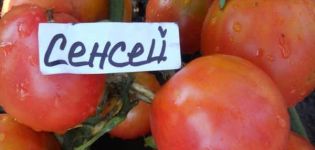 Egenskaber og beskrivelse af Sensei-tomatsorten, dens udbytte