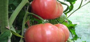 Description of the tomato variety Regiment commander, its characteristics and cultivation