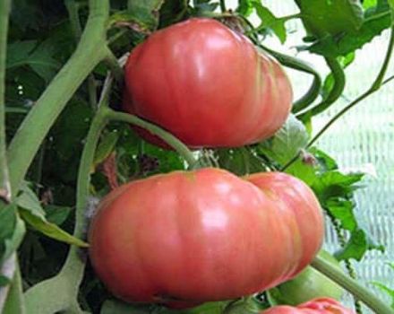 Kuvaus tomaattilajikkeen rykmentin komentajasta, sen ominaisuudet ja viljely