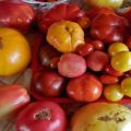 Labāko tomātu šķirņu izlase ziemeļrietumu reģionam