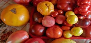 Une sélection des meilleures variétés de tomates pour la région nord-ouest