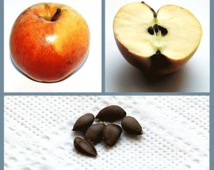 És possible conrear una poma a partir d’una llavor i com cuidar adequadament les plantes a casa