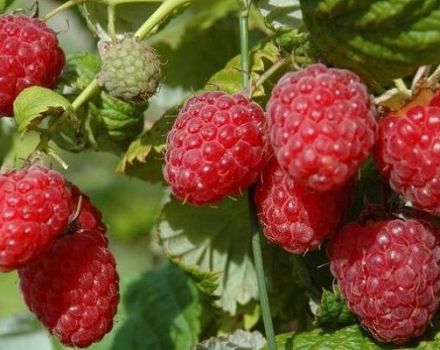 Description of remontant raspberries of the Bryanskoe Divo variety, growing and care