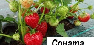 Beskrivelse og karakteristika for Sonata-jordbærsorten, plantning og pleje
