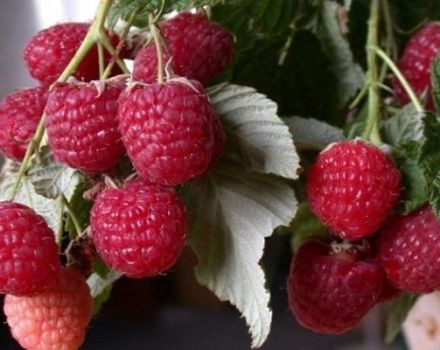 Beskrivelse af remontanten af ​​hindbær Polka, udbytte, plantning og pleje