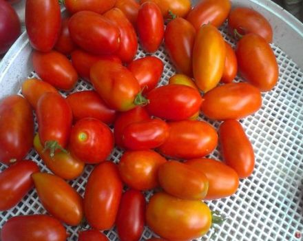Beschrijving van de tomatenvariëteit Superbanan en zijn kenmerken