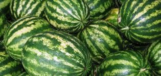 Characteristics and description of watermelon variety Producer: cultivation, collection and storage