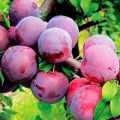 Description of the best varieties and hybrids of plums for the Moscow region, planting and growing