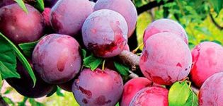 Beschrijving van de beste variëteiten en hybriden van pruimen voor de regio Moskou, planten en groeien