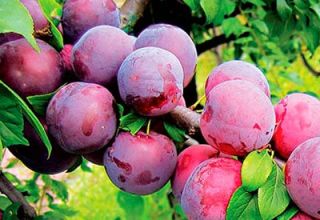 Descripció de les millors varietats i híbrids de prunes per a la regió de Moscou, plantació i cultiu