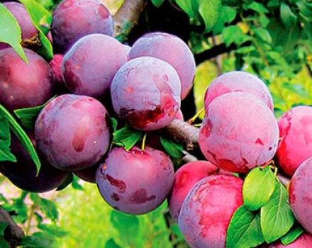 Paglalarawan ng ang pinakamahusay na mga varieties at hybrids ng mga plum para sa rehiyon ng Moscow, pagtatanim at paglaki