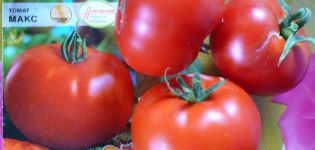 Đặc điểm và mô tả của giống cà chua Max, năng suất của nó