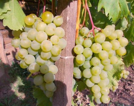 Description and characteristics of the grape variety Friendship, growing rules and care