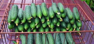 Beschrijving van de Paratunka-komkommersoort, teelt en opbrengst