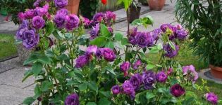 Mô tả và quy tắc trồng hoa hồng của giống Rhapsody in Blue