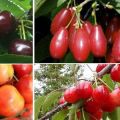 The best cherry varieties for central Russia, self-fertile, early and undersized