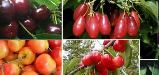 Las mejores variedades de cerezas para Rusia central, autofértiles, tempranas y de tamaño insuficiente