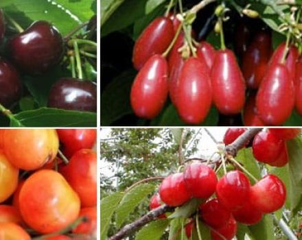 Geriausios vyšnių veislės Vidurio Rusijoje, savaime derlingos, ankstyvos ir per mažos