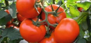 Descripción de la variedad de tomate Fletcher F1 y sus características