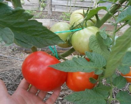 Characteristics and description of the tomato variety Neighborhood envy f1