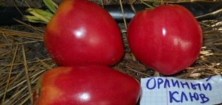 Egenskaper och beskrivning av tomatsorten Eagle's näbb, dess utbyte