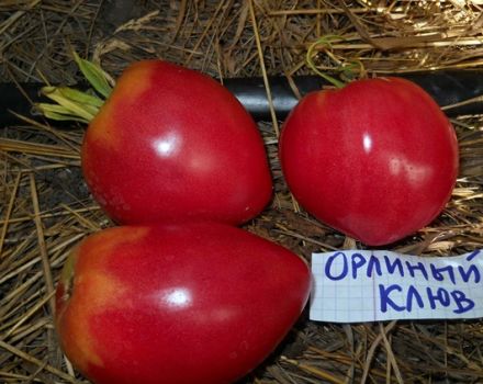Eigenschaften und Beschreibung der Tomatensorte Adlerschnabel, deren Ertrag