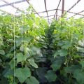 Technologie en geheimen van het kweken en verzorgen van komkommers in een kas van polycarbonaat