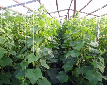 Tecnología y secretos del cultivo y cuidado de pepinos en invernadero de policarbonato.