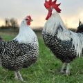 Breckel tavuklarının tanımı ve özellikleri, gözaltı koşulları