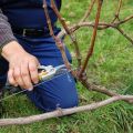 Hogyan lehet a szőlőt tavasszal, nyáron és ősszel megfelelően megtisztítani kezdő felesleges hajtásoktól?