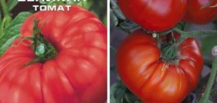 Beschrijving van de tomatensoort Shuntuk-reus en zijn kenmerken