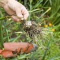 Kedy potrebujete na uskladnenie odstrániť záhradný cesnak zo záhrady?