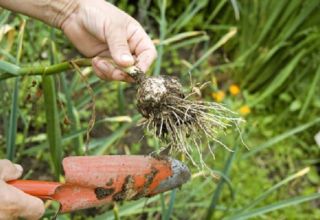 Kada trebate ukloniti proljetni češnjak iz vrta na skladištenje?